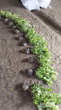 高度30厘米金森女贞