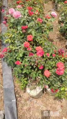 高度30厘米欧洲月季