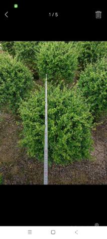 冠幅80厘米福建茶球