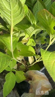 高度15厘米无尽夏绣球