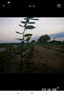 1公分欧洲小叶椴