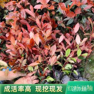 高度50厘米红叶石楠绿篱苗
