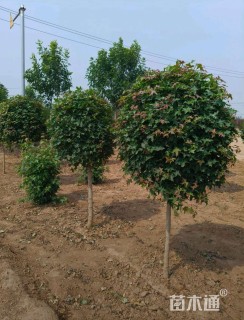 高度150厘米五角枫球