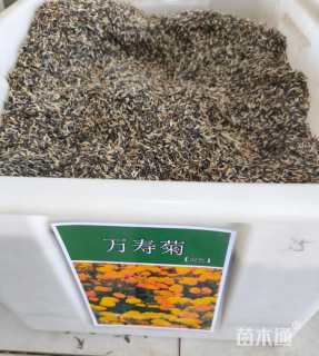 万寿菊种子