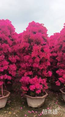 高度200厘米红花勒杜鹃