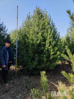 高度300厘米白皮松