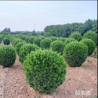 冠幅100厘米大叶黄杨球