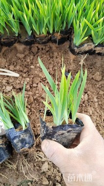 高度15厘米射干