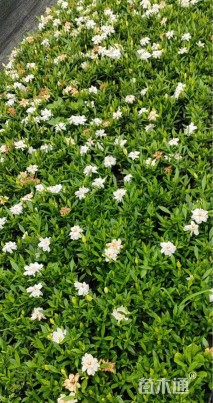 高度15厘米海栀子