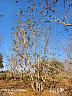 高度700厘米丛生元宝枫
