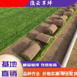 草毯状果岭草