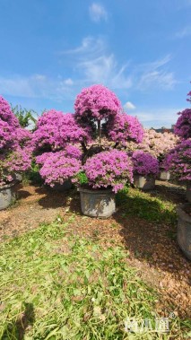 15公分造型三角梅