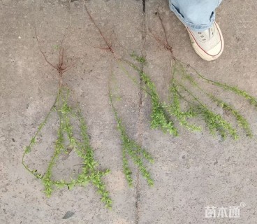 高度50厘米迎春花