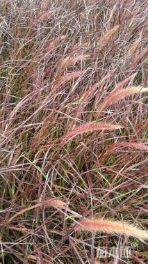 高度20厘米紫叶狼尾草