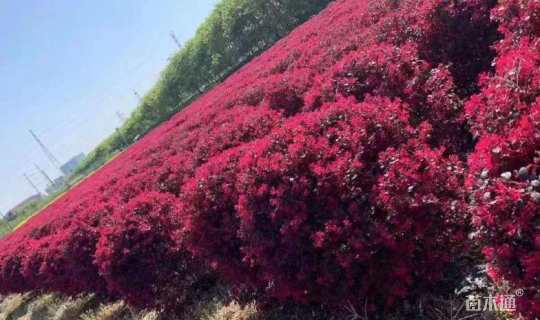 冠幅90厘米红花继木球