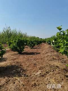 高度120厘米木绣球