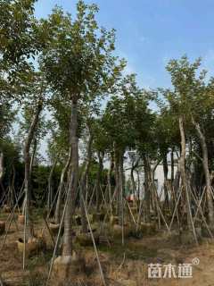 8公分黄花风铃木