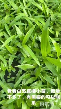 高度20厘米白芨