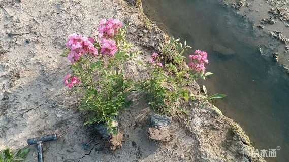 高度35厘米丰花月季