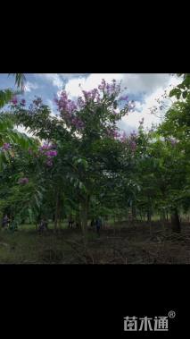 12公分大叶紫薇