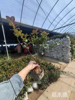 高度40厘米茶梅