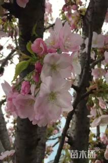 11公分御车返樱花