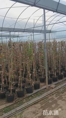 150厘米藤本月季