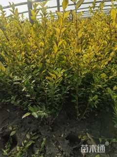 高度60厘米金森女贞