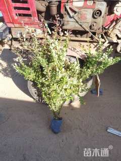 高度60厘米紫叶小檗