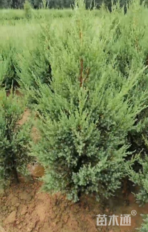 高度140厘米桧柏