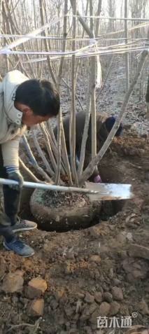 高度450厘米丛生茶条槭