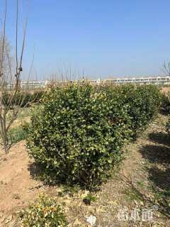 冠幅80厘米卫矛球