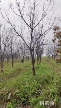 13公分栾树