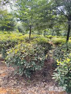 冠幅120厘米石楠球