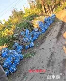 高度120厘米金叶接骨木