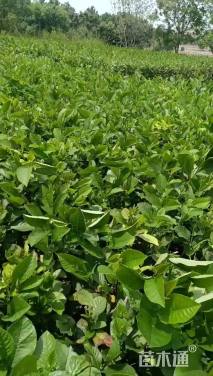 0.8公分川滇桤木