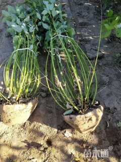 高度80厘米黄瑞木