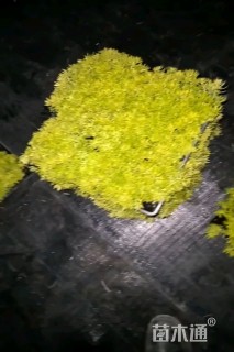 高度5厘米佛甲草