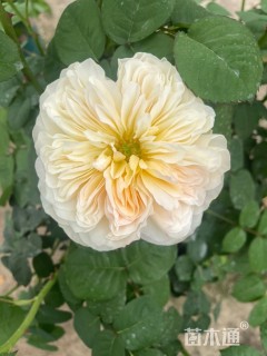 高度50厘米大花月季