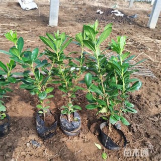 高度35厘米海桐小苗