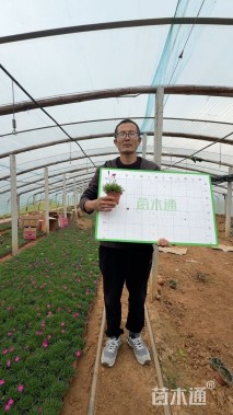 高度10厘米欧石竹