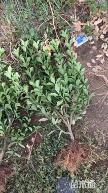 高度50厘米大叶黄杨