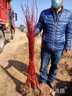 高度30厘米红瑞木