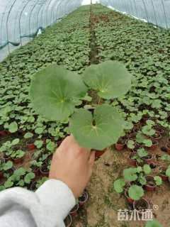 高度15厘米大吴风草