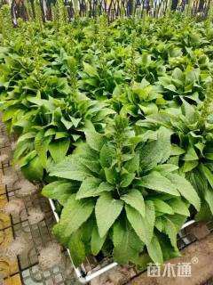 高度20厘米毛地黄