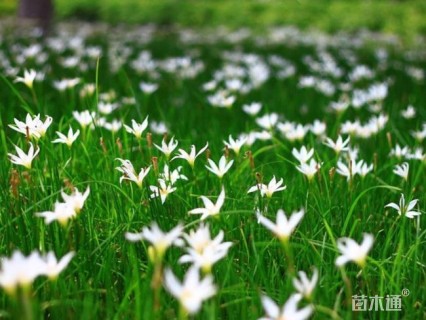 高度35厘米葱兰