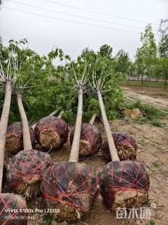 10公分速生白蜡