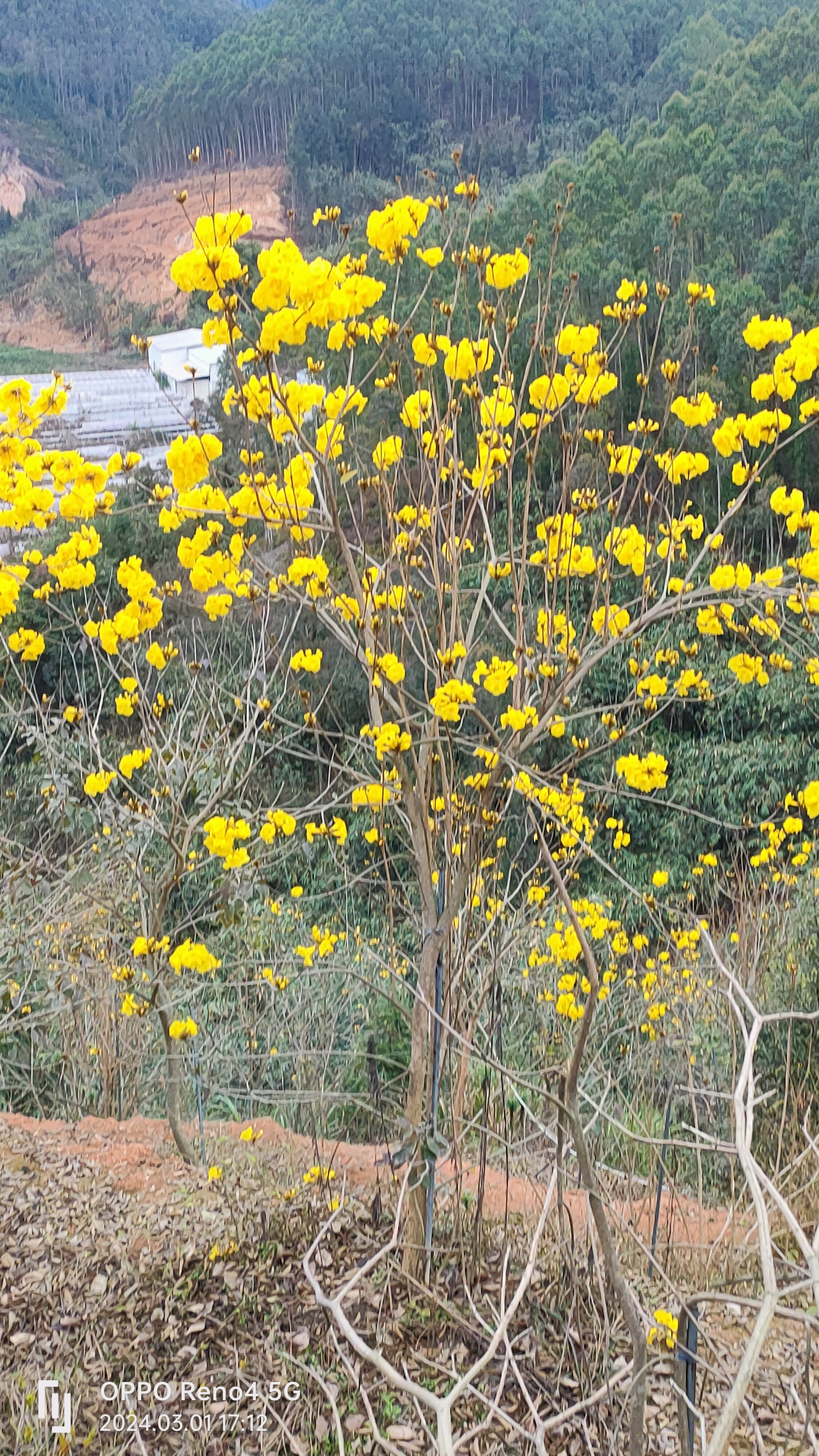 12公分黄花风铃木