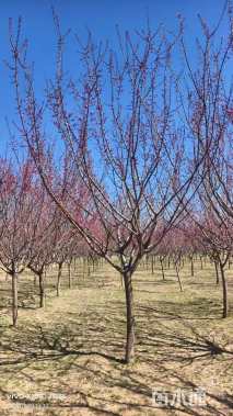 高度220厘米蜡梅