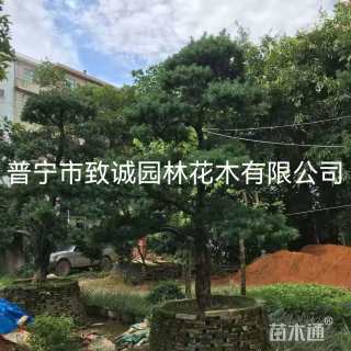 容器苗造型罗汉松